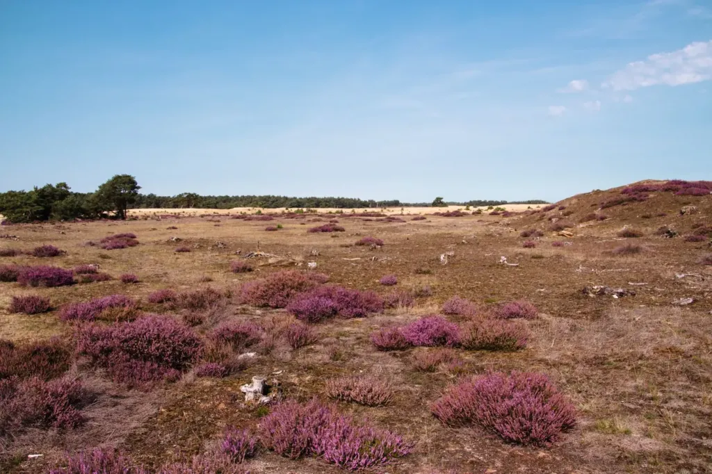 Paarse heide onder een blauwe lucht met bos in de verte